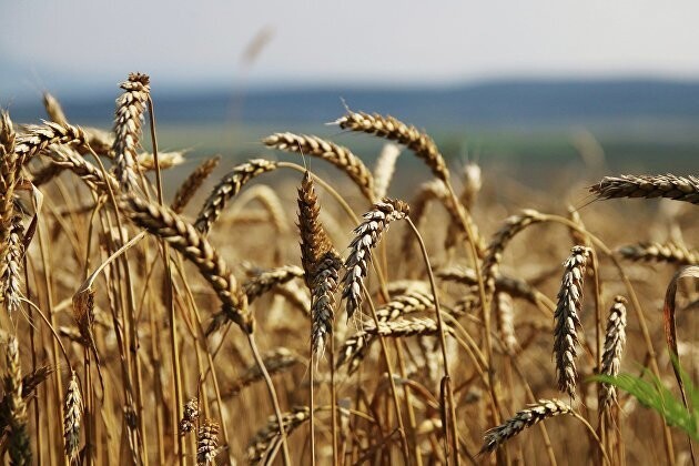 Россия в 2019 году собрала 120 млн тонн зерна