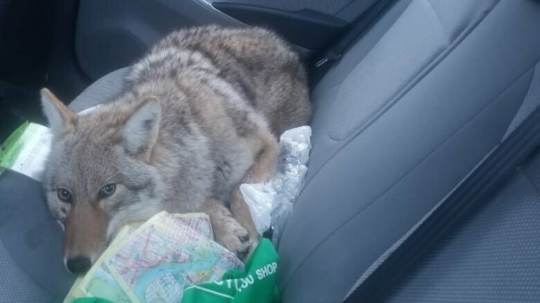Сбитого на дороге койота приняли за собаку