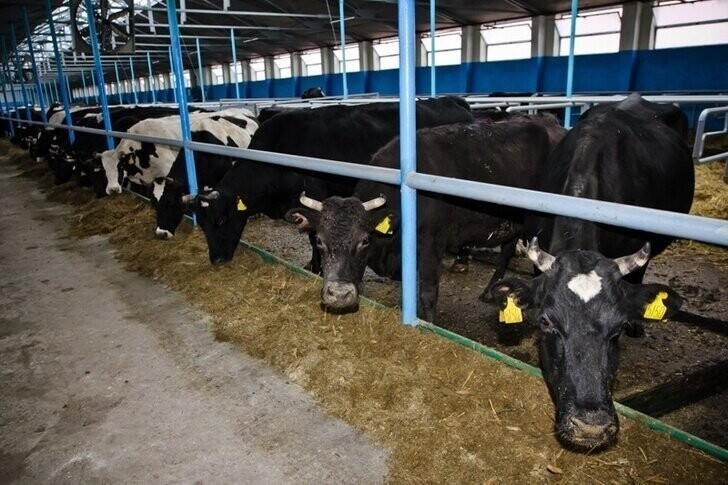 В Оренбургской области открылся молочный комплекс