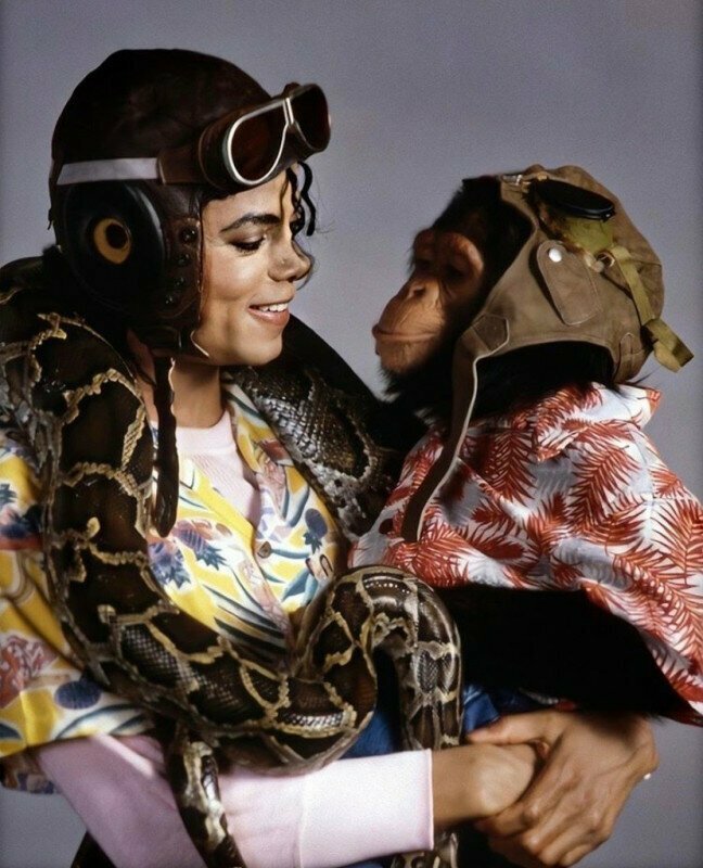 Лучший друг Майкла Джексона шимпанзе Баббл, 1980-е