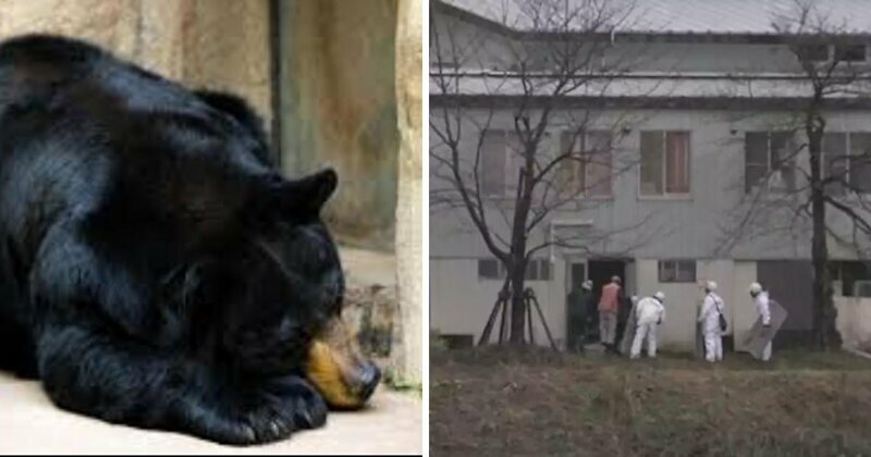 Прямо в поликлинике: медведь выбрал себе уютное местечко для спячки