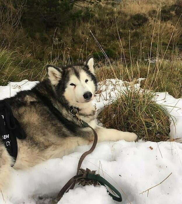 Умирающую собаку  отнесли в горы, чтобы она в последний раз увидела снег