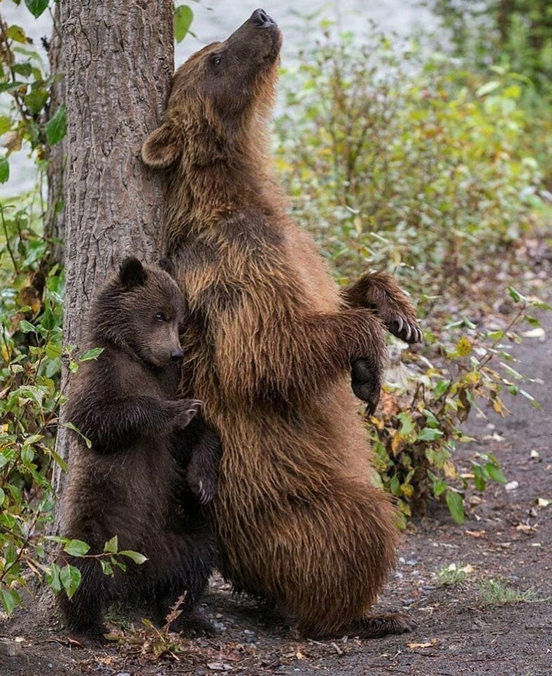 Повторяй за мной: Медведица показывает своему детенышу, как тереться спиной об дерево