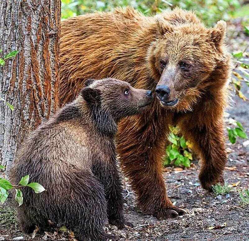 Повторяй за мной: Медведица показывает своему детенышу, как тереться спиной об дерево