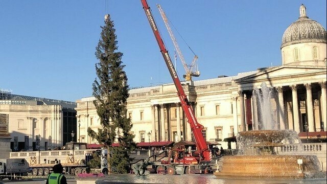 Главную елку Лондона осмеяли в соцсетях за унылый вид