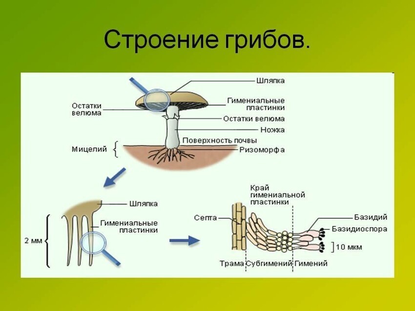 Гриб строение картинка