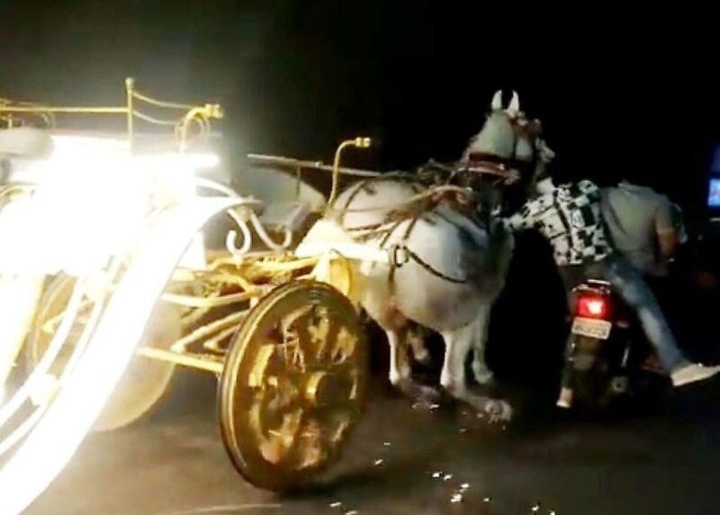 Сбежавшие со свадьбы лошади устроили забег по индийской магистрали 