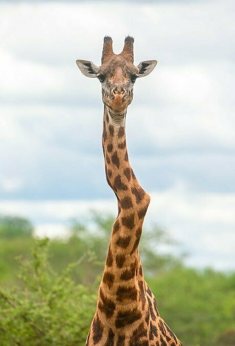 Что получится, если жираф вывихнет шею?