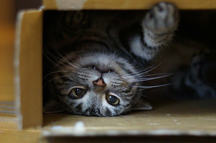Почему коты так любят коробки?