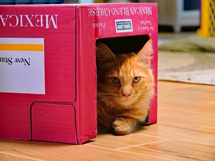 Почему коты так любят коробки?