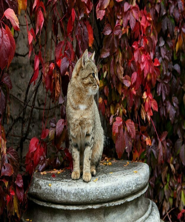 Херсонесские коты музея-заповедника