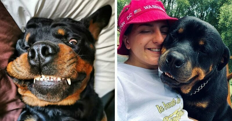 20 фотографий, которые доказывают, что ротвейлеры - самая классная порода собак