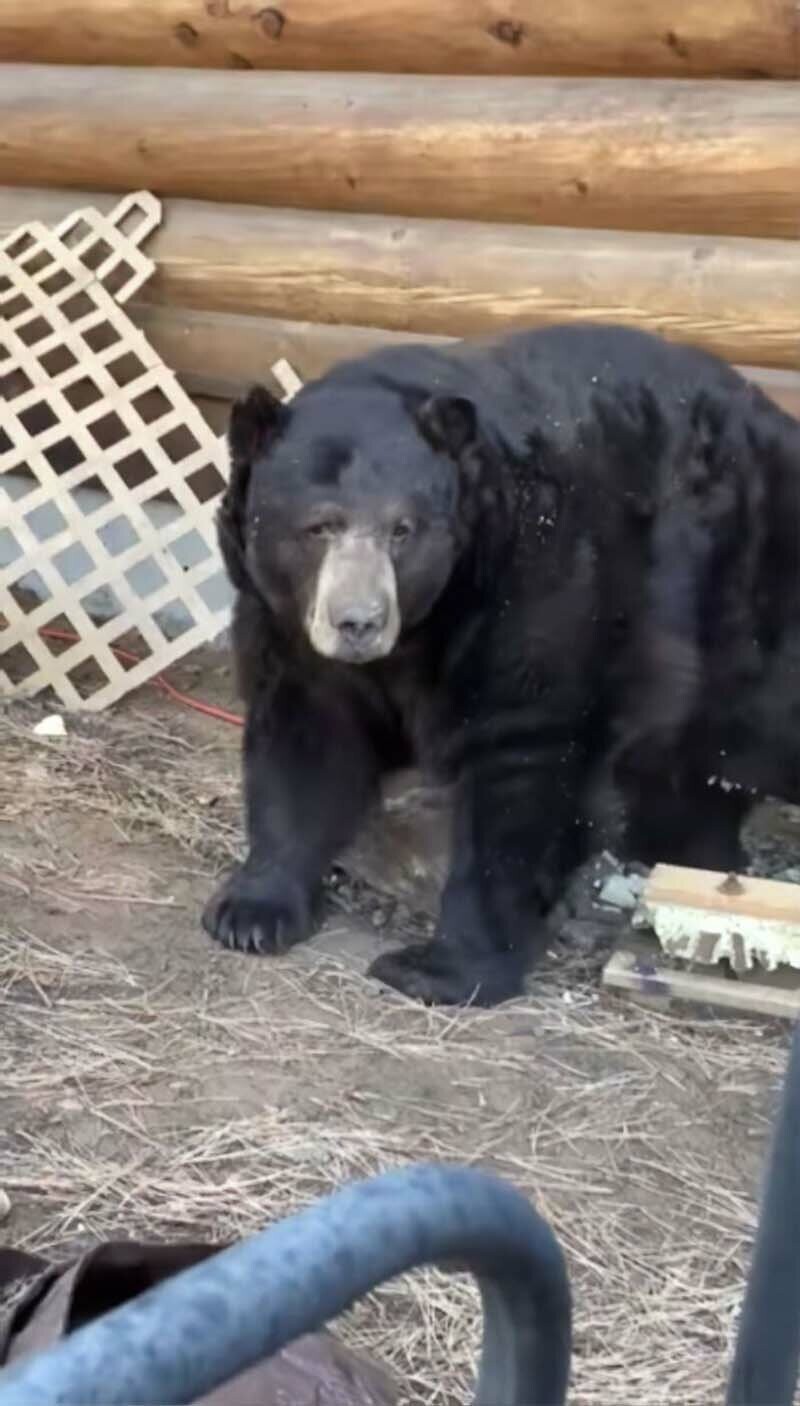 Американская семья была в шоке, когда узнала, что под их домом поселился огромный медведь