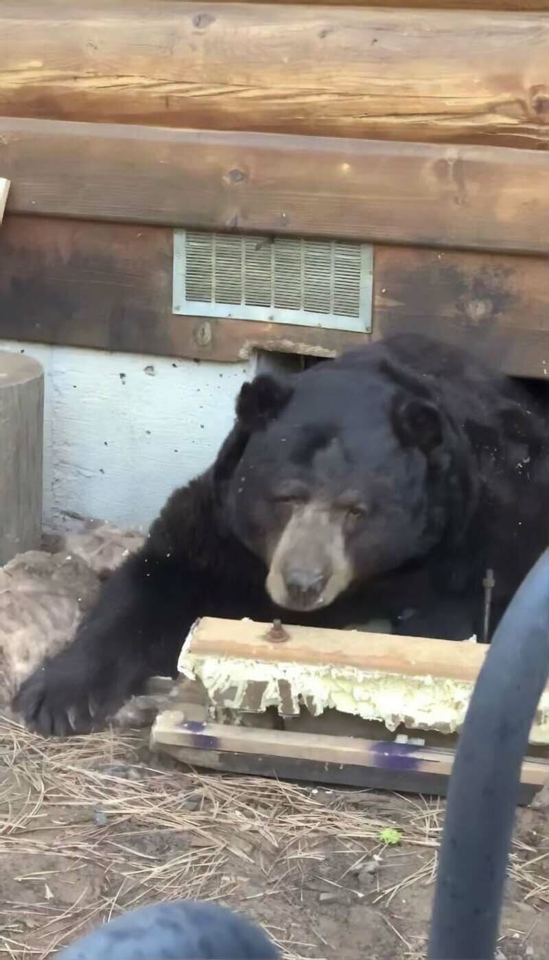 Американская семья была в шоке, когда узнала, что под их домом поселился огромный медведь