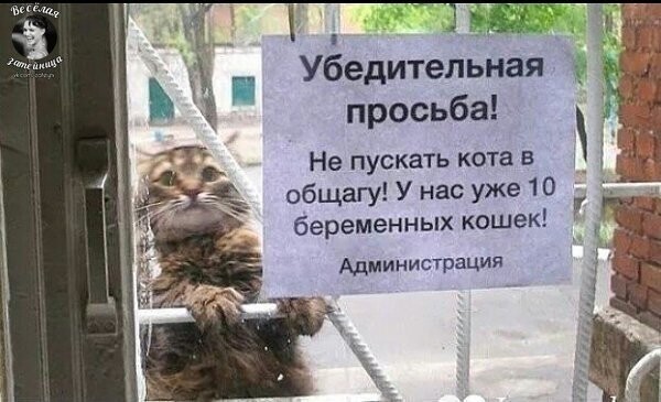 Настырный котяра