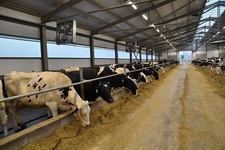 Племзавод «Трудовой» запустил в Саратовской области молочную ферму на 450 голов