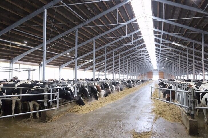 Самая крупная молочная ферма Центральной России открыта в Рязанской области, на 13800 голов