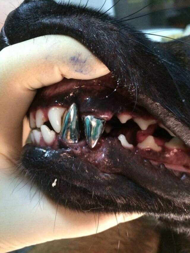 17. Зубные импланты для собаки