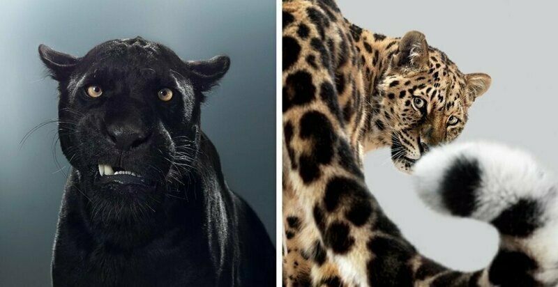 Британский фотограф год снимал портреты больших кошек