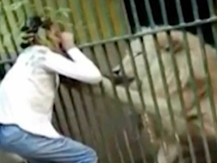Лев чуть не отгрыз руку сотруднику пакистанского зоопарка