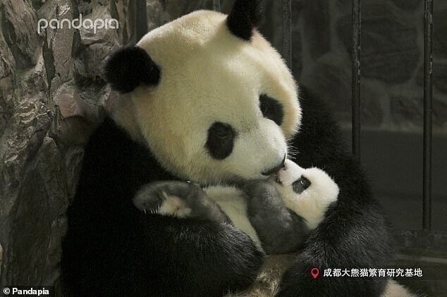 Фотографии малышки панды, которая любит улыбаться