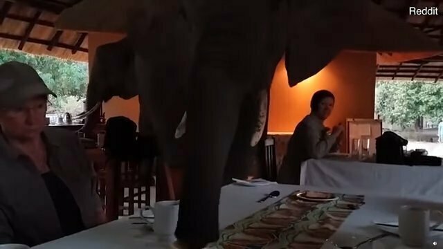 Слоны зашли позавтракать с туристами и напугали их до чертиков