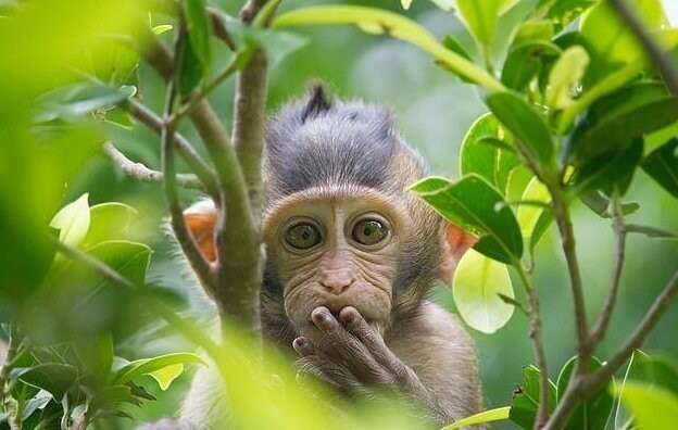 Оказывается, древние обезьяны умели говорить!