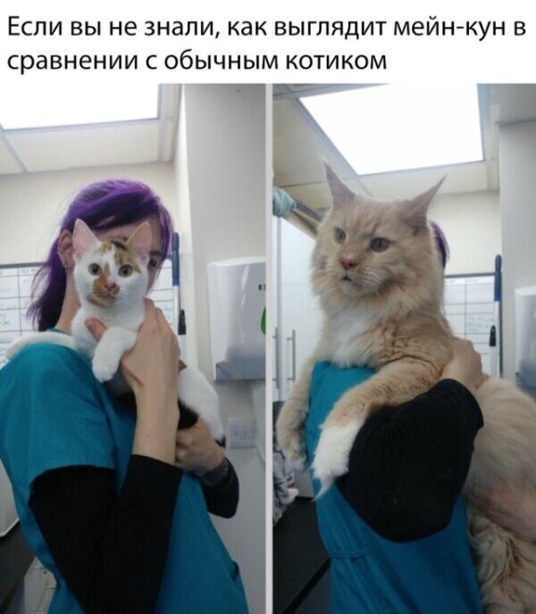 Котовсячина