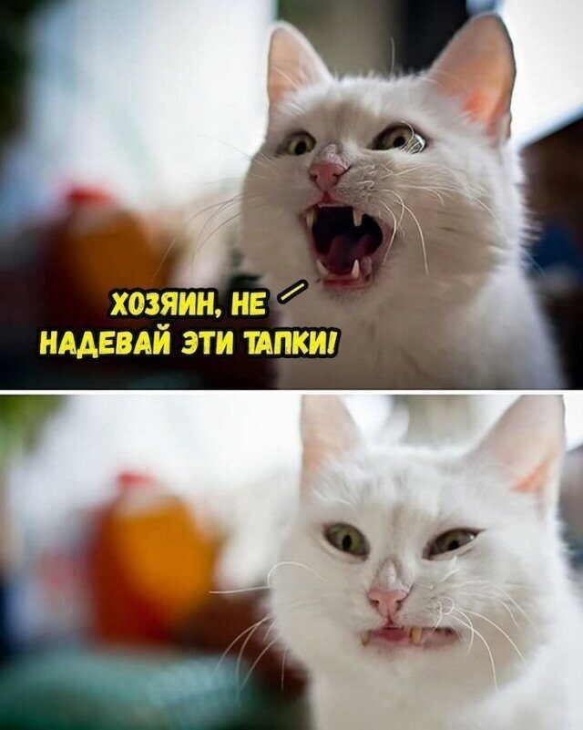 Котовсячина