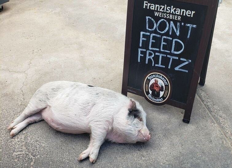 "В немецком ресторане, куда я ходил, есть пузатая свинья, гуляющая по патио"