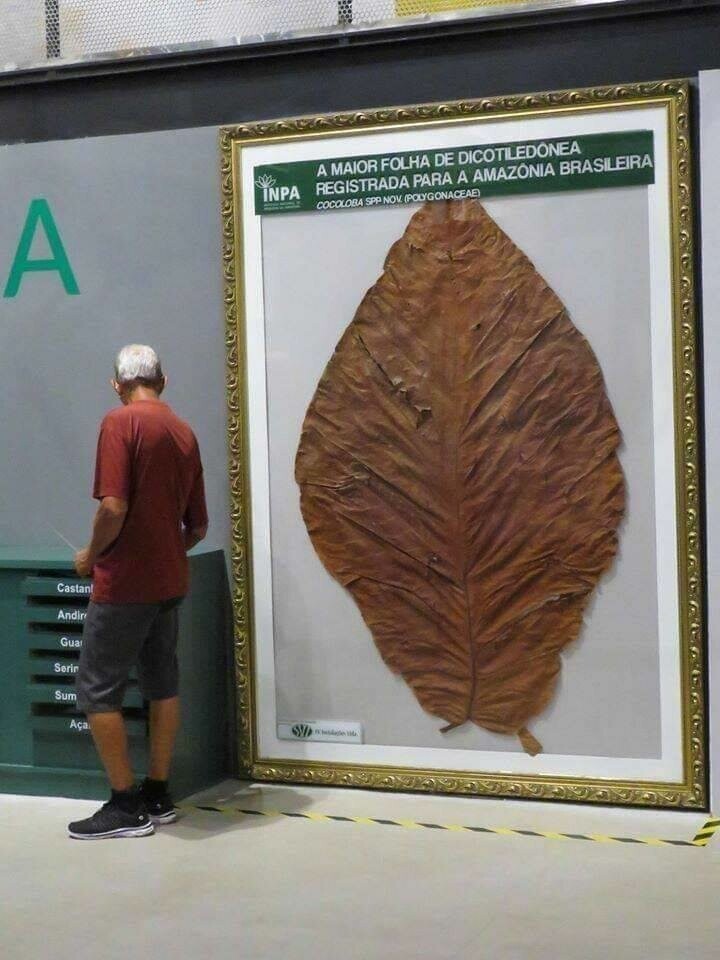 Самый большой лист двудольного растения из когда-либо найденных на Амазонке