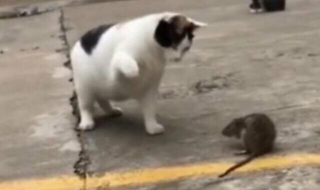 Том и Джерри: битва между котом и смелой мышью