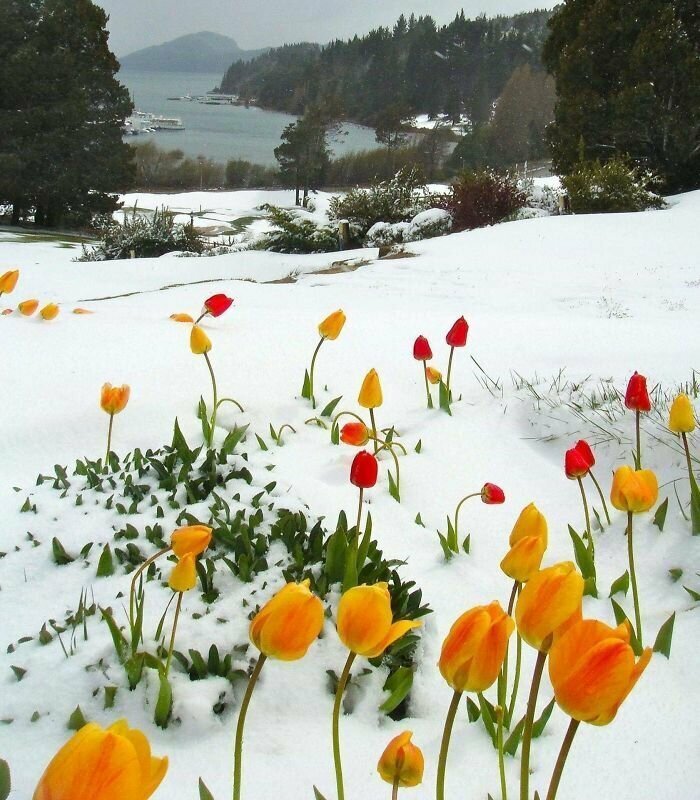 14. Цветущие под снегом тюльпаны