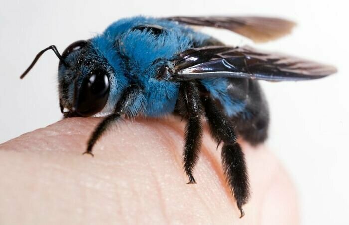 9. Голубая пчела-плотник (Xylocopa caerulea)