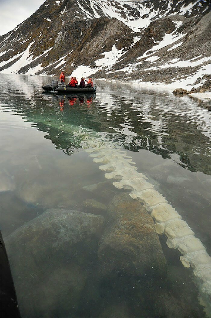 19. Позвоночник кита под водой. Конгс-фьорд, Шпицберген, Норвегия