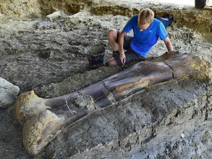 10. 500-килограммовая бедренная кость динозавра возрастом 140 млн лет. Обнаружена во Франции