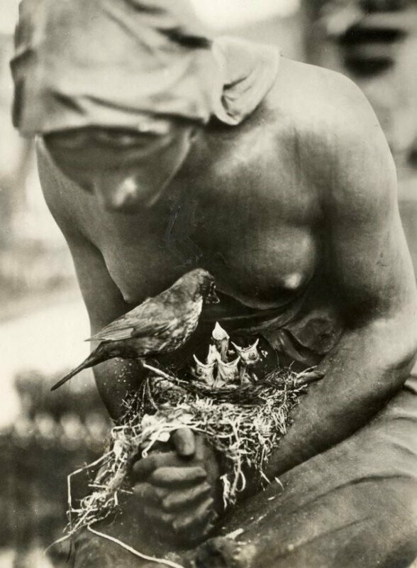 Гнездо дрозда, свитое в сложенных руках статуи на кладбище в Берлине, Германия, 1932 год.