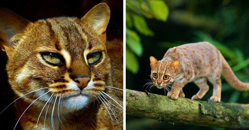 Ржавый кот - самый маленький дикий хищник в мире