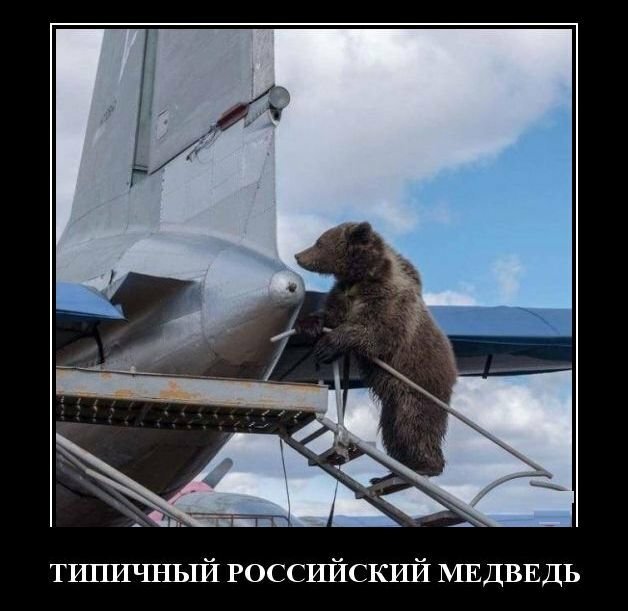 Типичный русский медведь