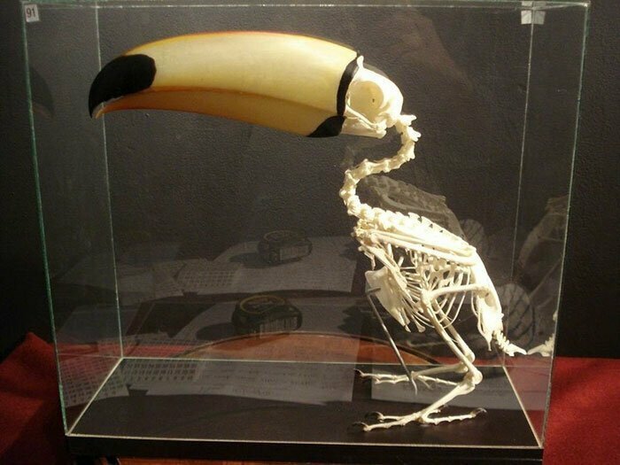Скелет тукана. Если не считать перья, клюв этой птицы - размером со все тело. Но в то же время, большая часть веса приходится не на клюв
