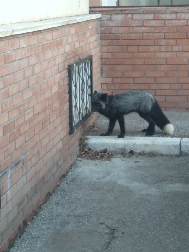 Неужели это волк? В Тольятти жители повстречали на улице опасного хищника