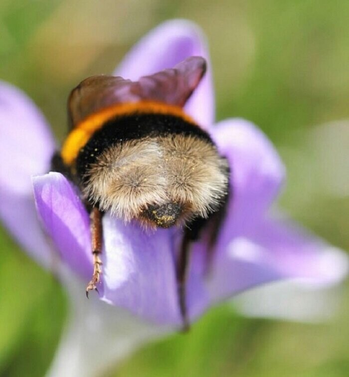 Пчёлы тоже устают и иногда засыпают прямо в цветке