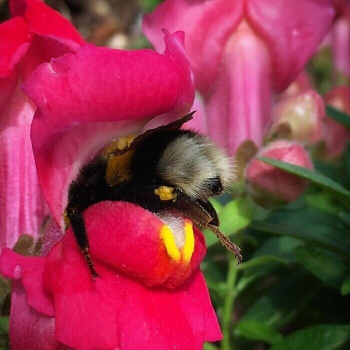 Пчёлы тоже устают и иногда засыпают прямо в цветке