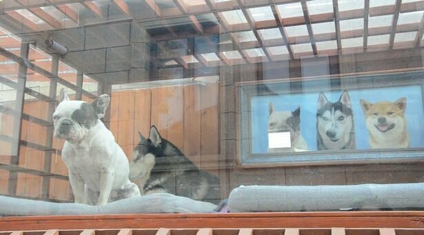 Китаец построил своим собачкам роскошный особняк с гостиной и сауной