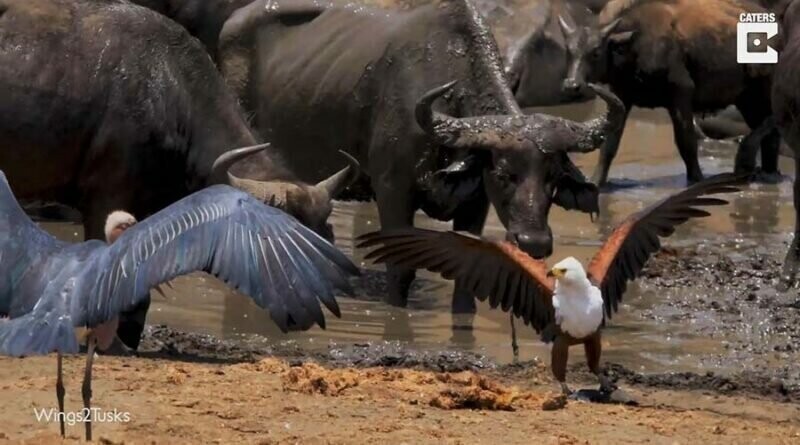 Агрессивный орел отбивается от аистов и гигантского буйвола после кражи рыбы