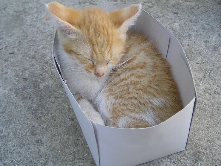 Почему коты так любят сидеть / ложиться в небольшие пространства (коробки, пакеты и тд)