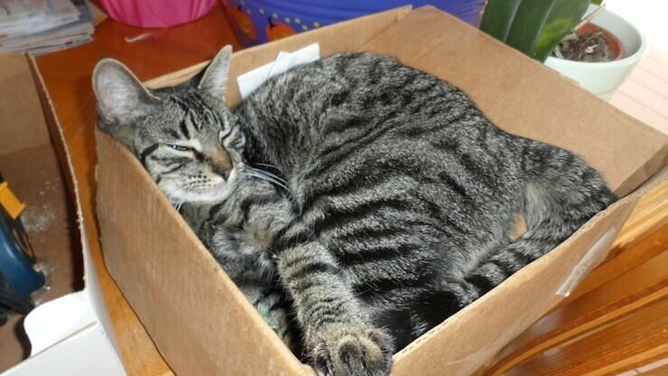 Почему коты так любят сидеть / ложиться в небольшие пространства (коробки, пакеты и тд)