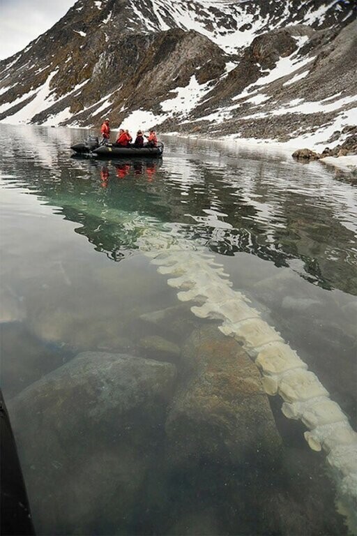 Позвоночник кита под водой. Конгс-фьорд, Шпицберген, Норвегия 