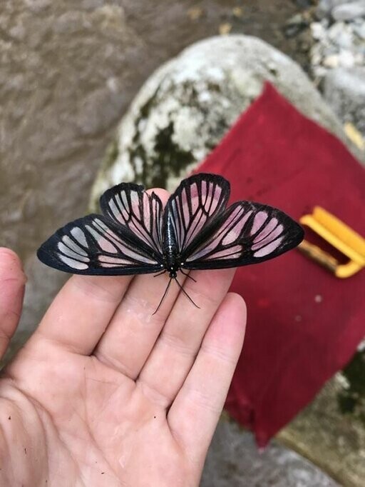 Стеклянная бабочка, обитательница Эквадорской Амазонии 