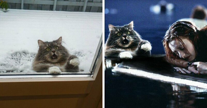 Кот в окне стал героем забавной фотошоп-битвы